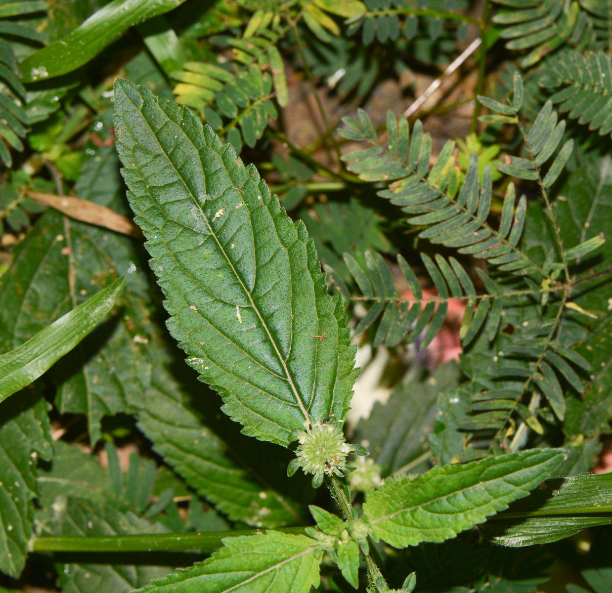 Image of Hyptis capitata specimen.