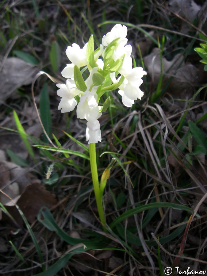 Image of Dactylorhiza romana specimen.