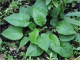 Pulmonaria obscura