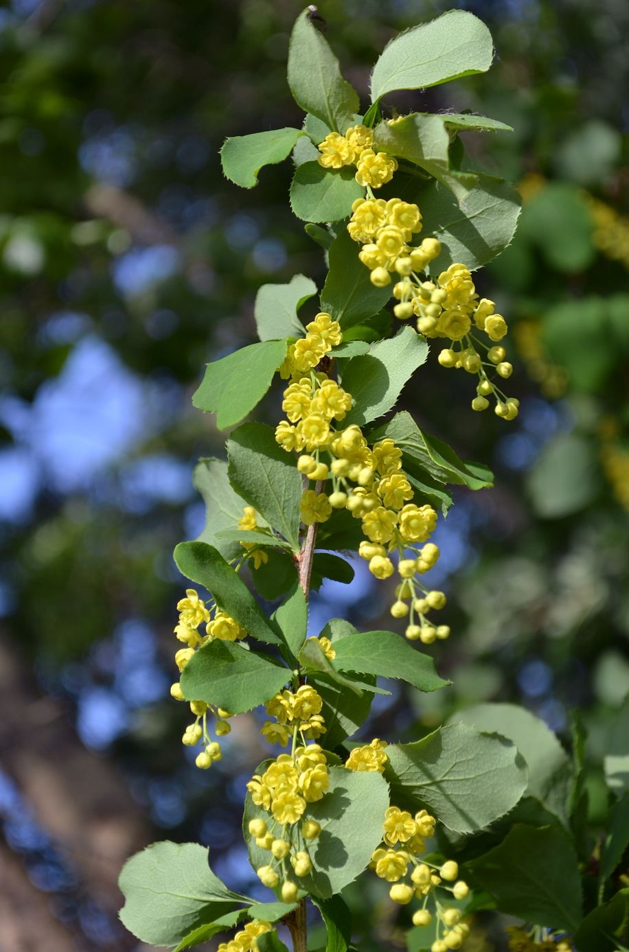 Изображение особи Berberis vulgaris.