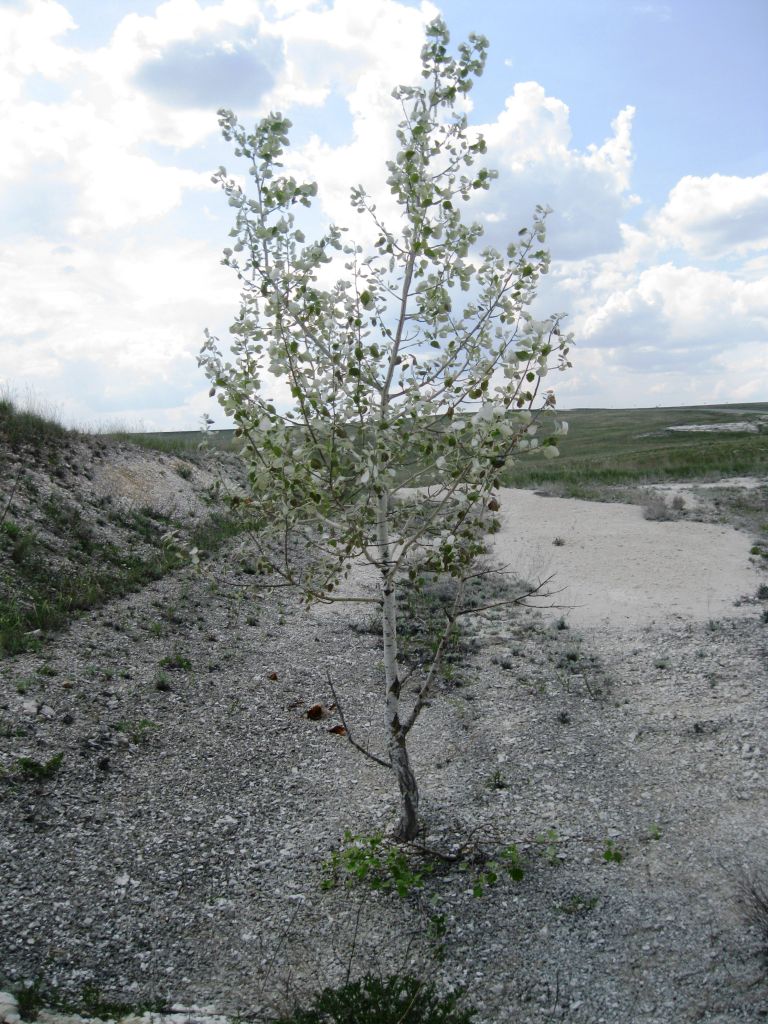 Image of Populus tremula specimen.