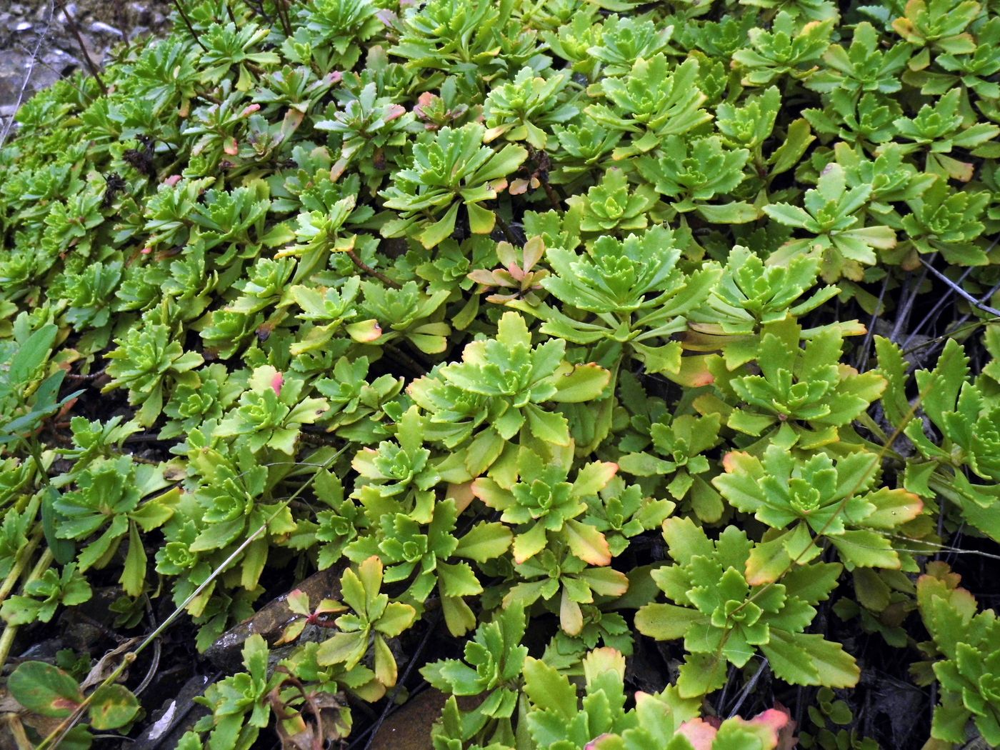 Image of Aizopsis hybrida specimen.
