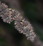 Image of taxon representative. Author is Татьяна Мальчинская