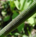 Anisantha tectorum