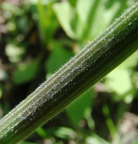 Изображение особи Anisantha tectorum.