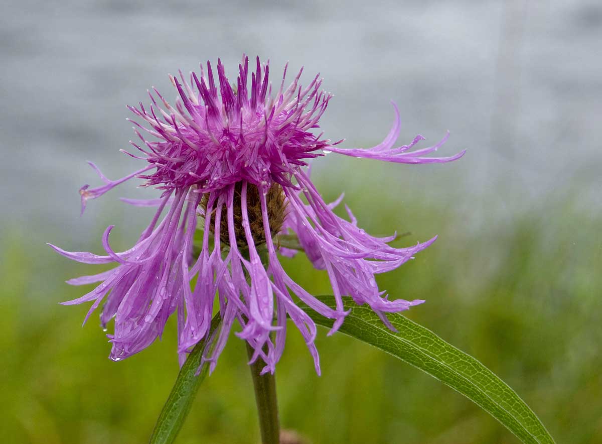 Изображение особи Centaurea &times; livonica.