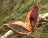 Hakea orthorrhyncha. Раскрывшийся плод. Израиль, Шарон, пос. Кфар Монаш, ботанический сад \"Хават Ганой\". 30.04.2017.