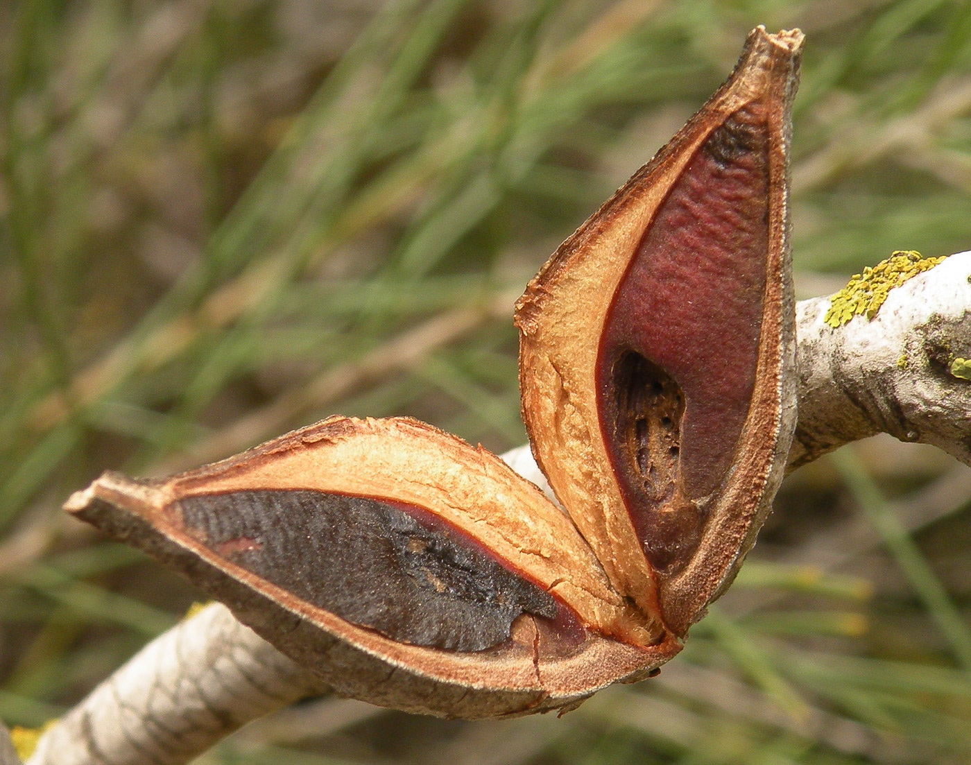 Image of Hakea orthorrhyncha specimen.