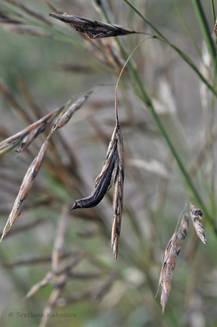 Изображение особи Bromopsis inermis.