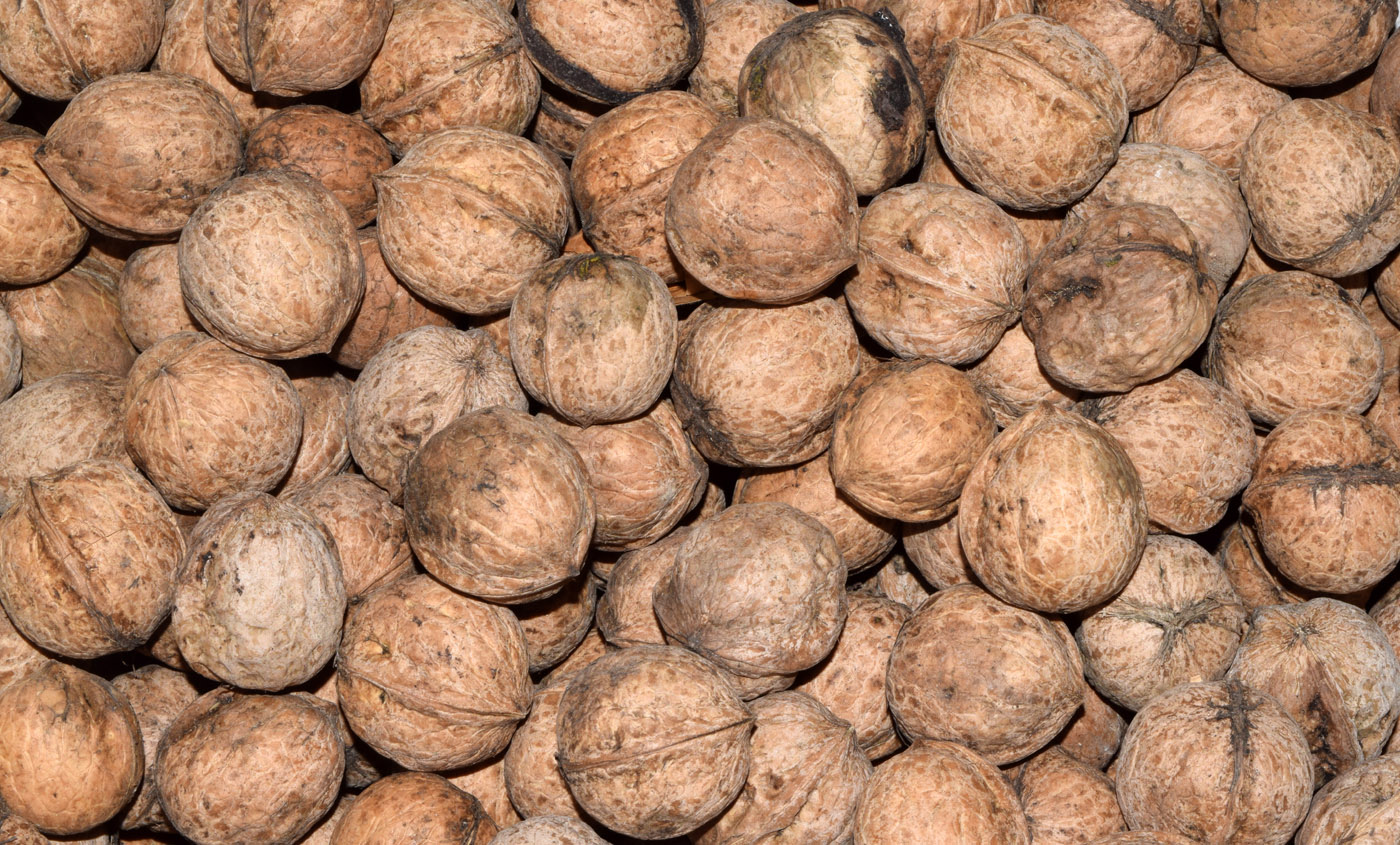 Image of Juglans regia specimen.