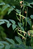 Lathyrus gmelinii. Часть побега с плодами. Республика Алтай, Шебалинский р-н, окр. с. Камлак, правый борт долины р. Сема, сосновый лес. 20.06.2017.