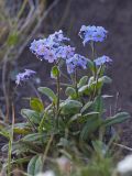 Myosotis asiatica. Цветущее растение. Якутия, дельта р. Лена, Арынская протока, о. Курунгнах-Сисе, гора Америка-Хая, тундра. 15.07.2017.