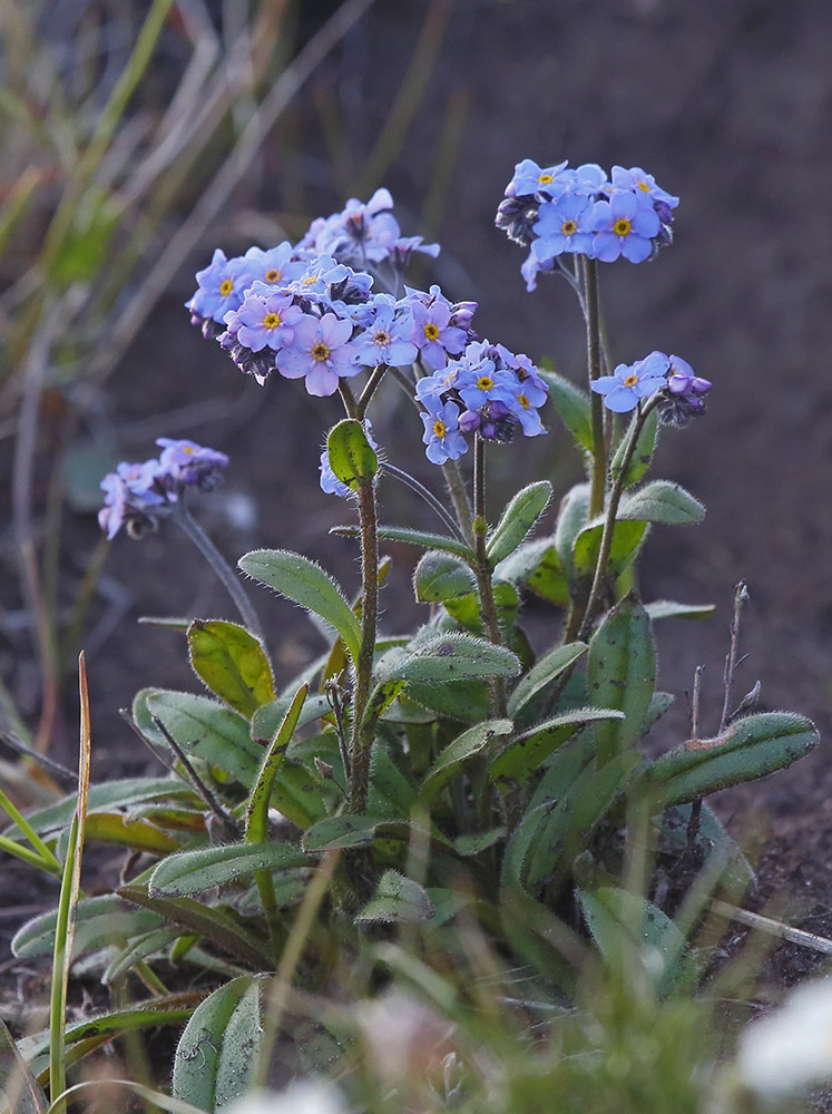 Image of Myosotis asiatica specimen.