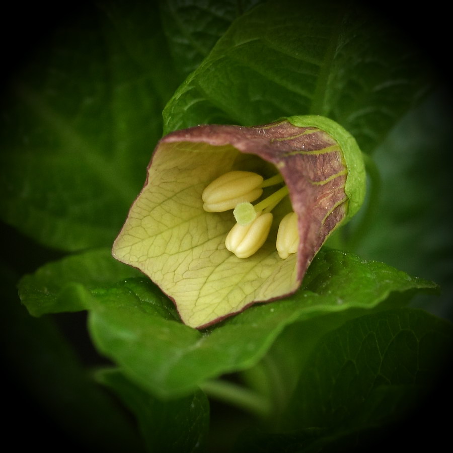 Image of Scopolia carniolica specimen.
