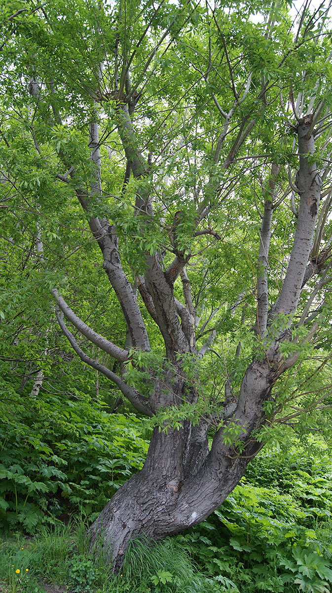 Изображение особи Salix udensis.