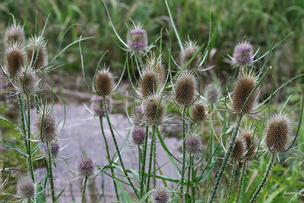 Изображение особи Dipsacus fullonum.