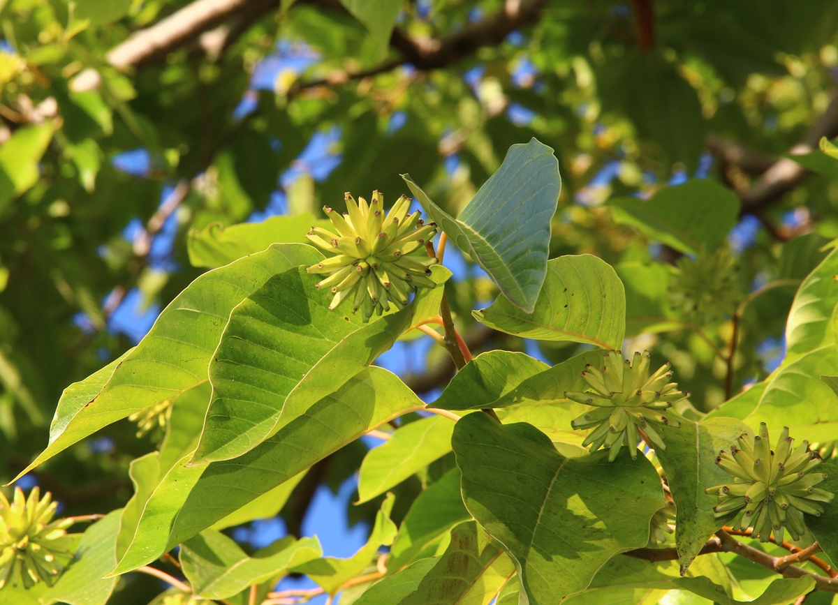 Изображение особи Camptotheca acuminata.