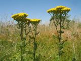 Achillea arabica. Верхушки цветущих растений. Казахстан, г. Тараз, долина р. Карасу, сухая степь на лёссовых отложениях на склоне зап. экспозиции. 1 июня 2017 г.