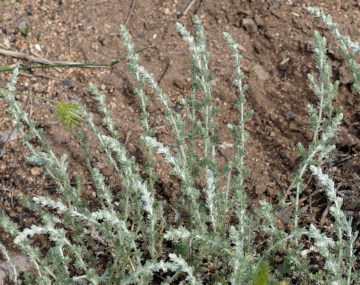 Изображение особи Artemisia frigida.