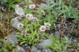 Aster sibiricus. Цветущее растение в сообществе с Oxyria digyna, Camaenerion latifolium, Artemisia sp. Чукотка, побережье бухты Провидения. 30.07.2014.