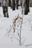Atragene sibirica. Плодоносящее растение, плетущееся по боярышнику(?), в состоянии зимнего покоя. Иркутская обл., Иркутский р-н, окр. пос. Листвянка, архитектурно-этнографический музей \"Тальцы\", осиново-берёзовый лес с примесью хвойных деревьев. 13.03.2016.