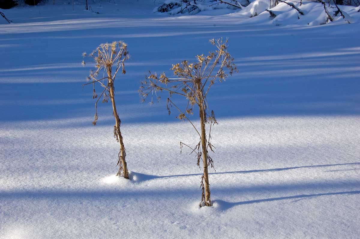 Изображение особи Pleurospermum uralense.