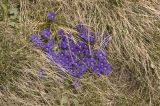 Gentiana dshimilensis