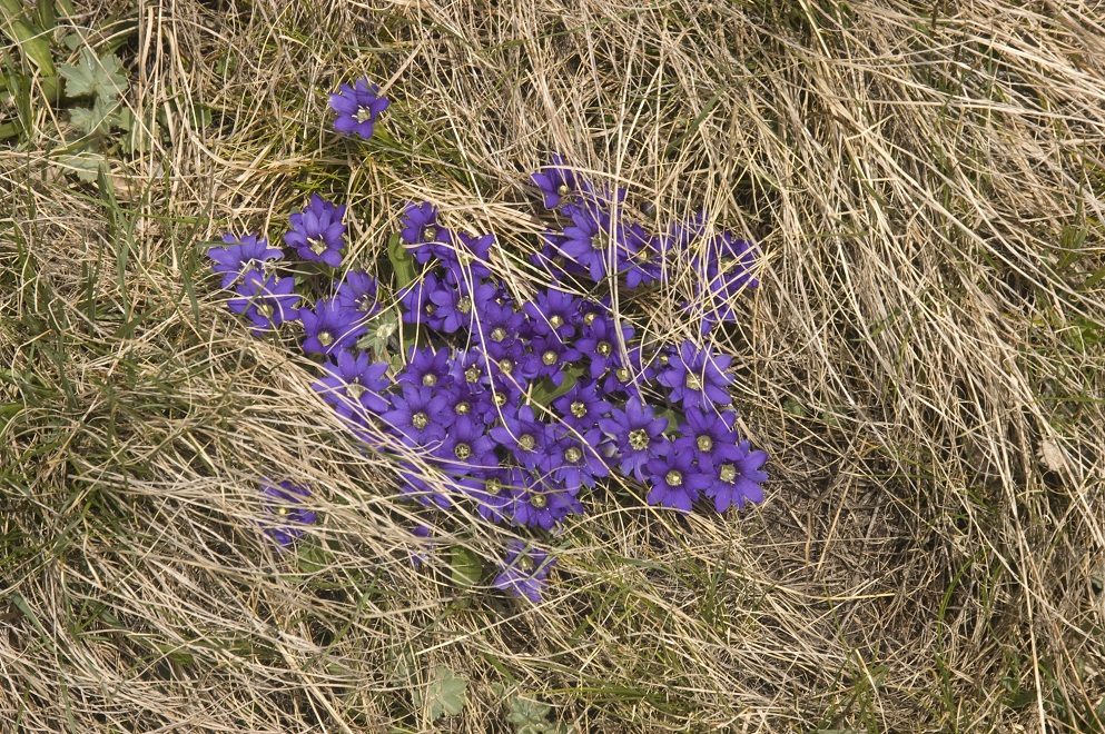 Image of Gentiana dshimilensis specimen.