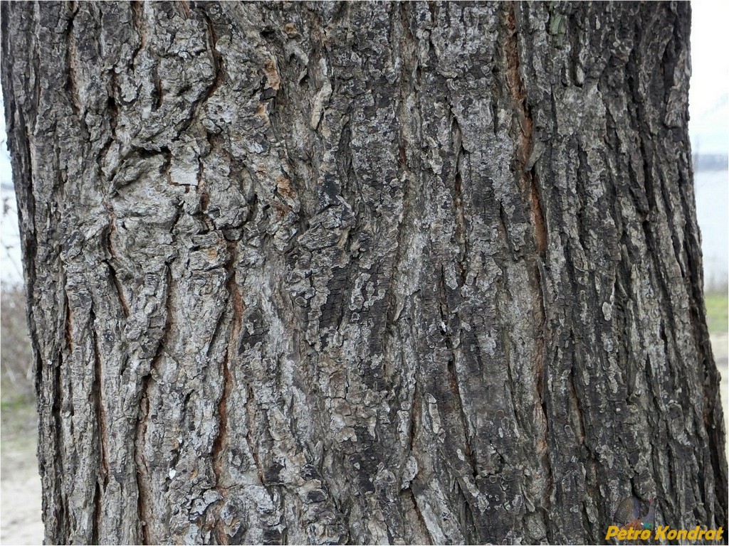 Image of genus Ulmus specimen.