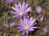 Lactuca tatarica