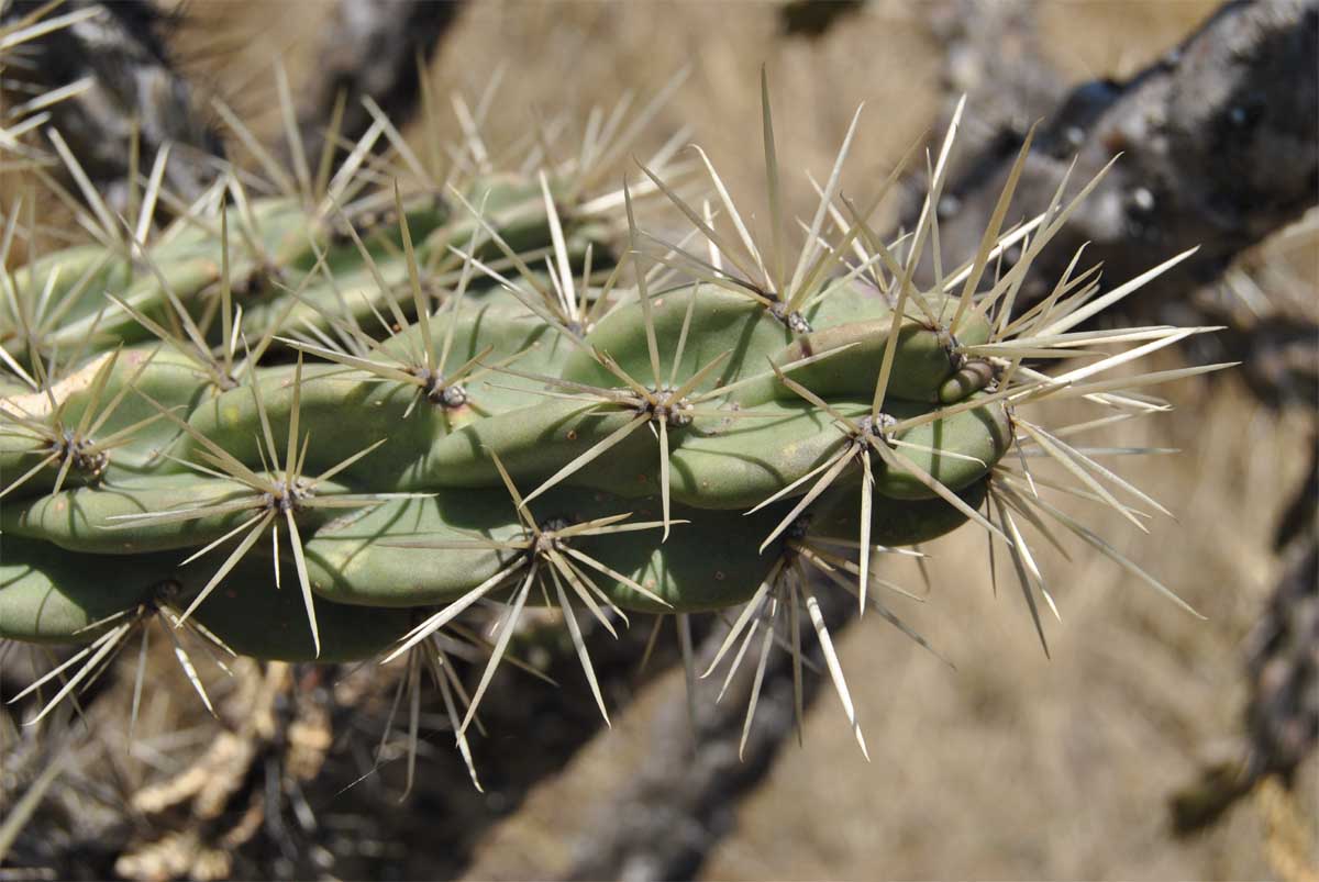 Изображение особи Cylindropuntia imbricata.