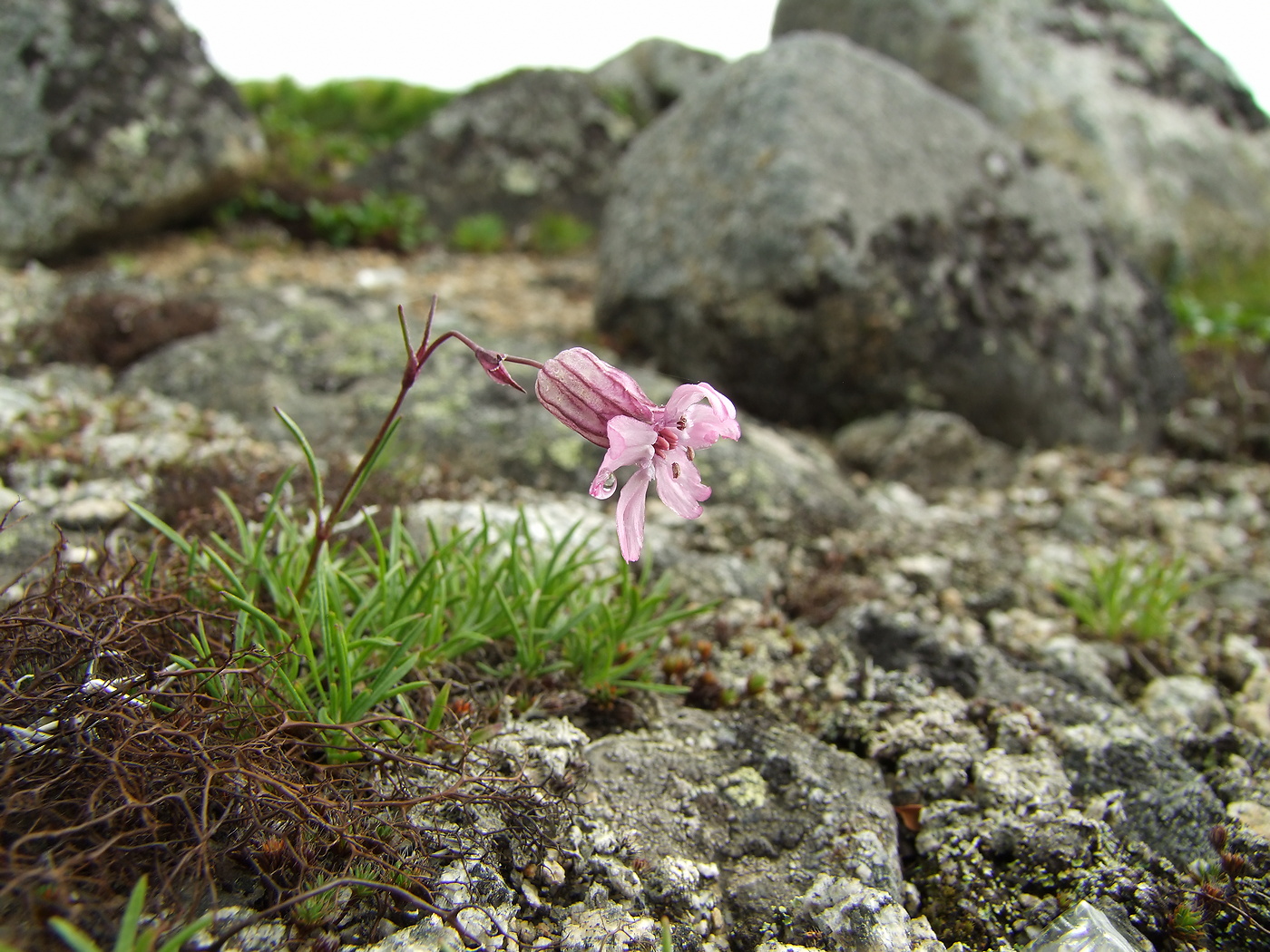 Изображение особи Silene stenophylla.