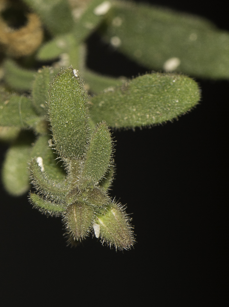 Image of Minuartia geniculata specimen.