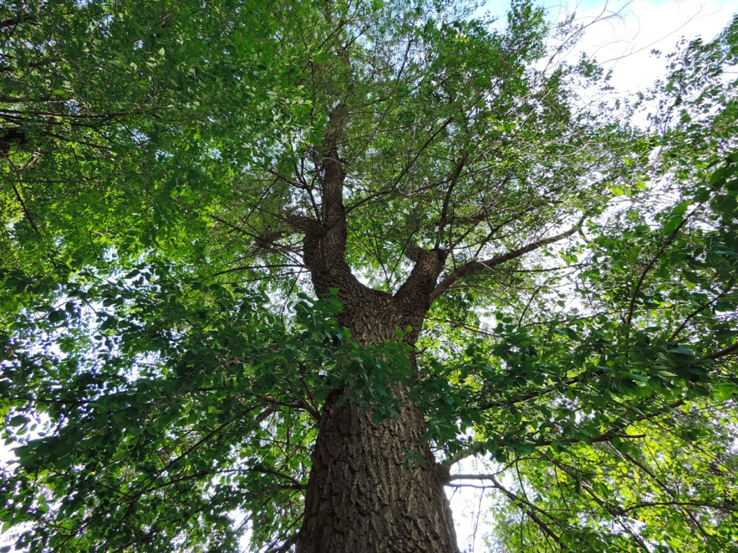 Image of Ulmus minor specimen.