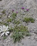 Jurinea mollis