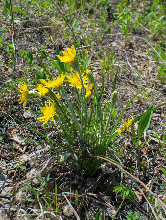 Изображение особи Scorzonera radiata.