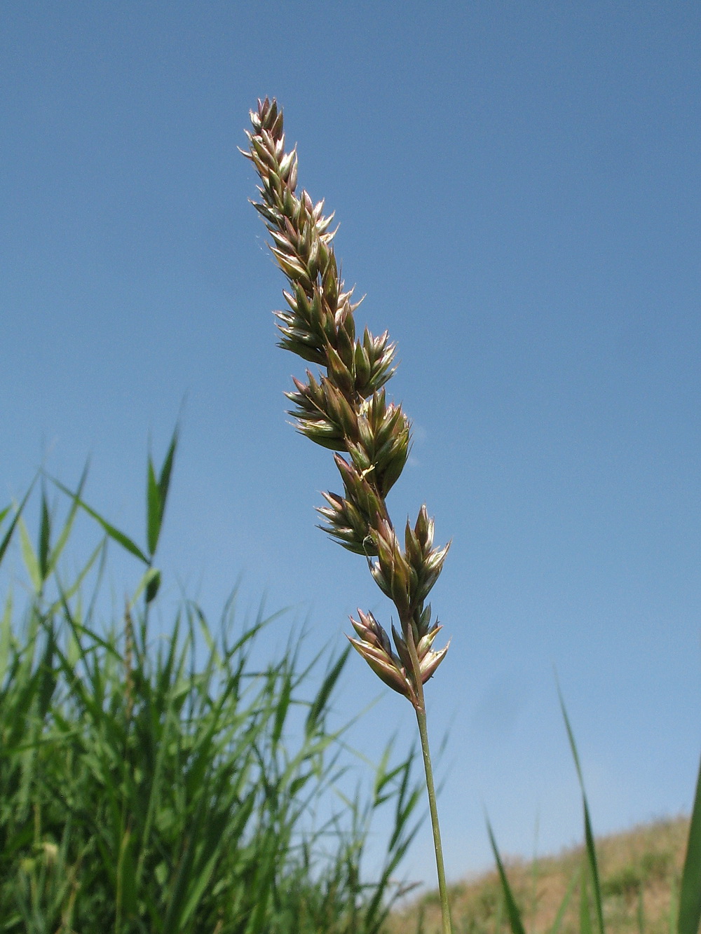 Изображение особи семейство Poaceae.