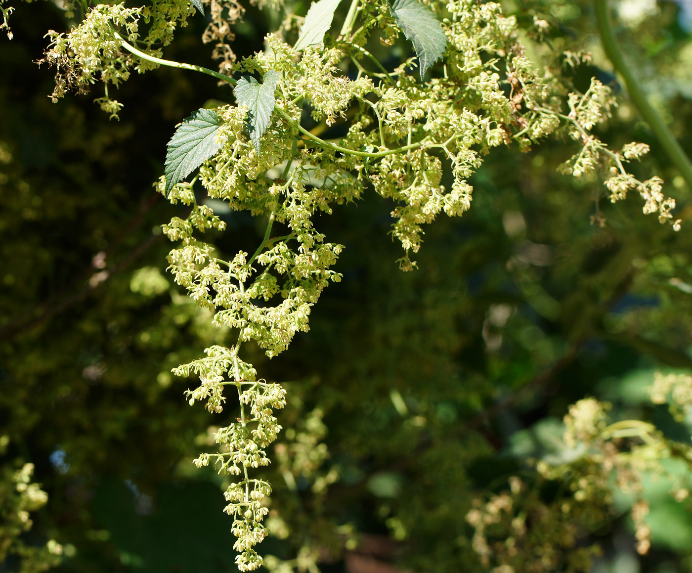 Изображение особи Humulus lupulus.