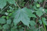 Acer cappadocicum. Лист. Грузия, Боржоми-Харагаульский национальный парк, лес. 24.05.2018.