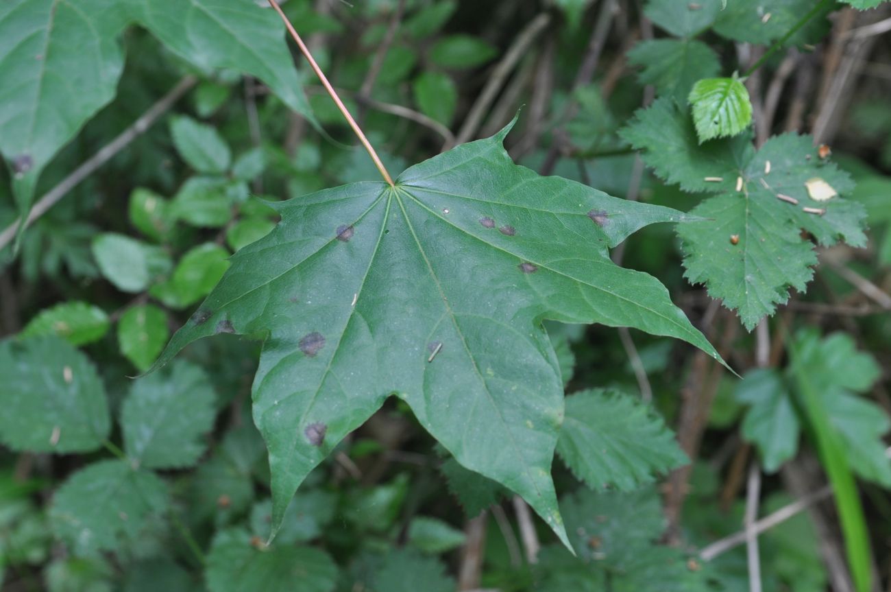 Изображение особи Acer cappadocicum.