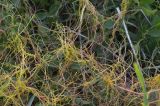 Cuscuta europaea