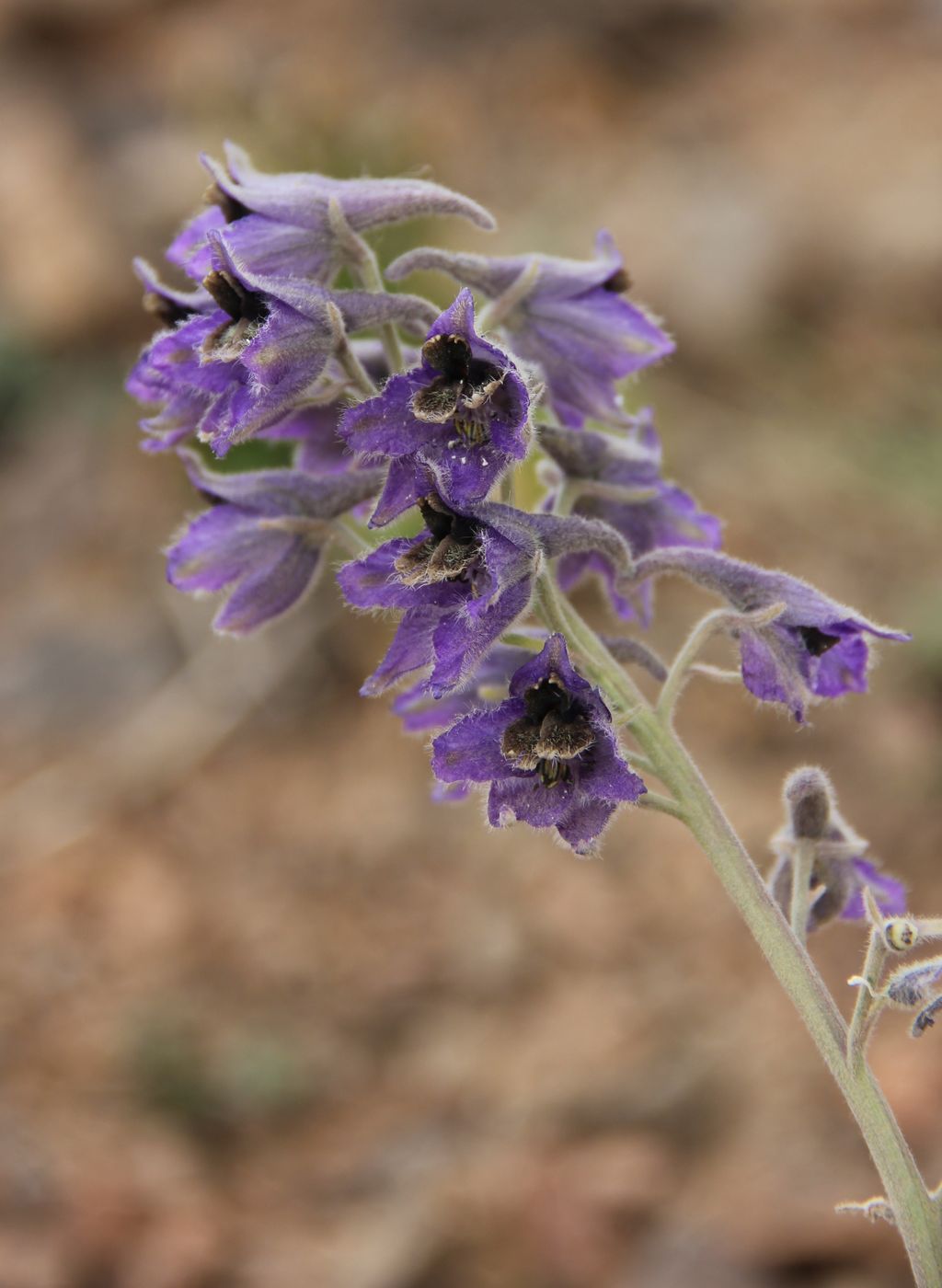 Image of Delphinium oreophilum specimen.