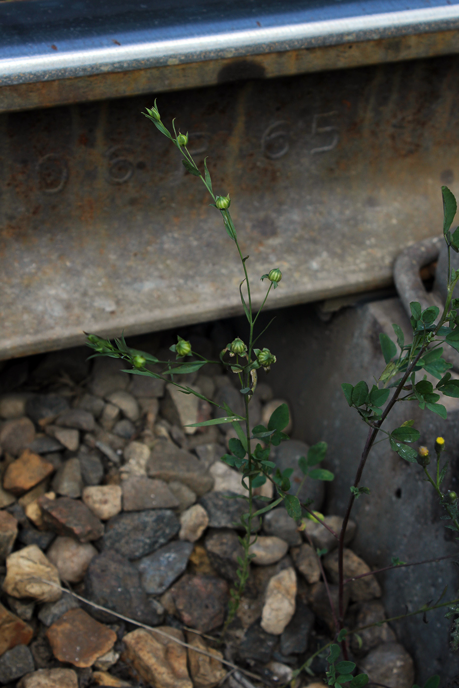 Image of Linum usitatissimum specimen.