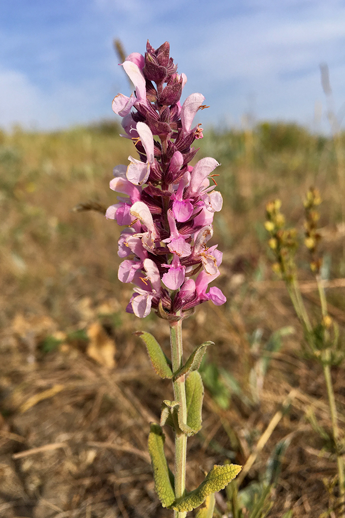 Image of Salvia tesquicola specimen.