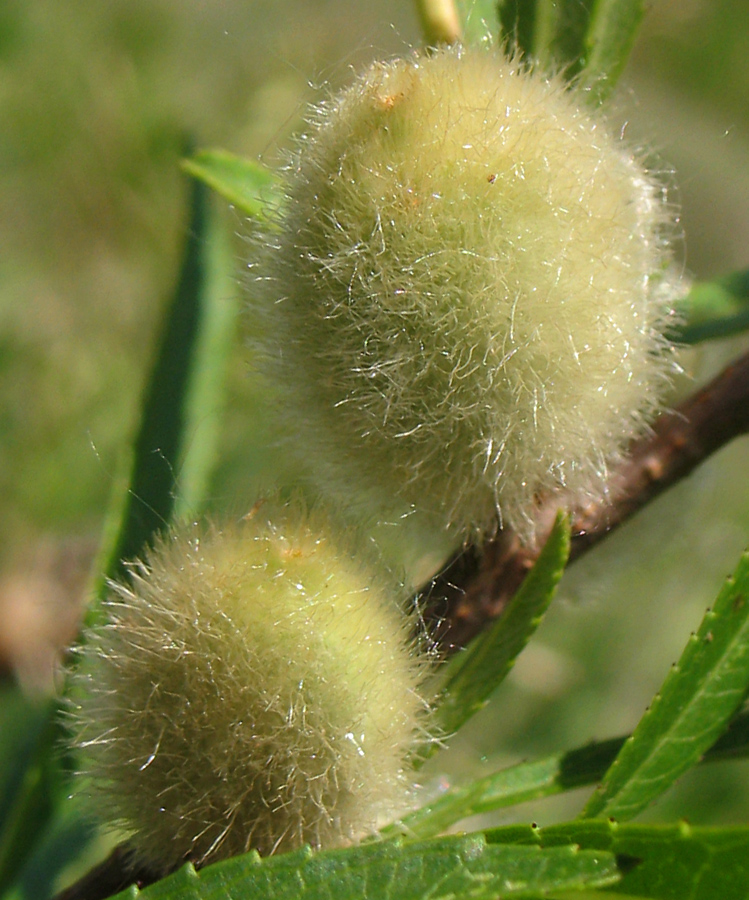 Image of Amygdalus nana specimen.