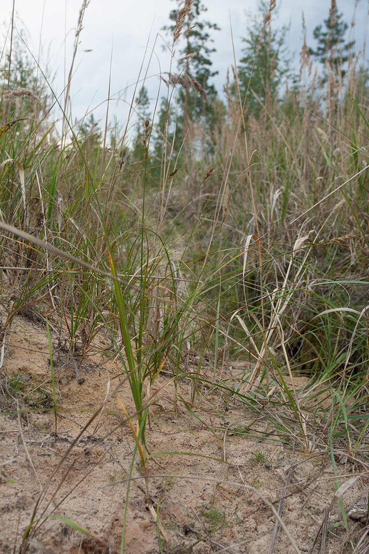 Изображение особи Carex arenaria.