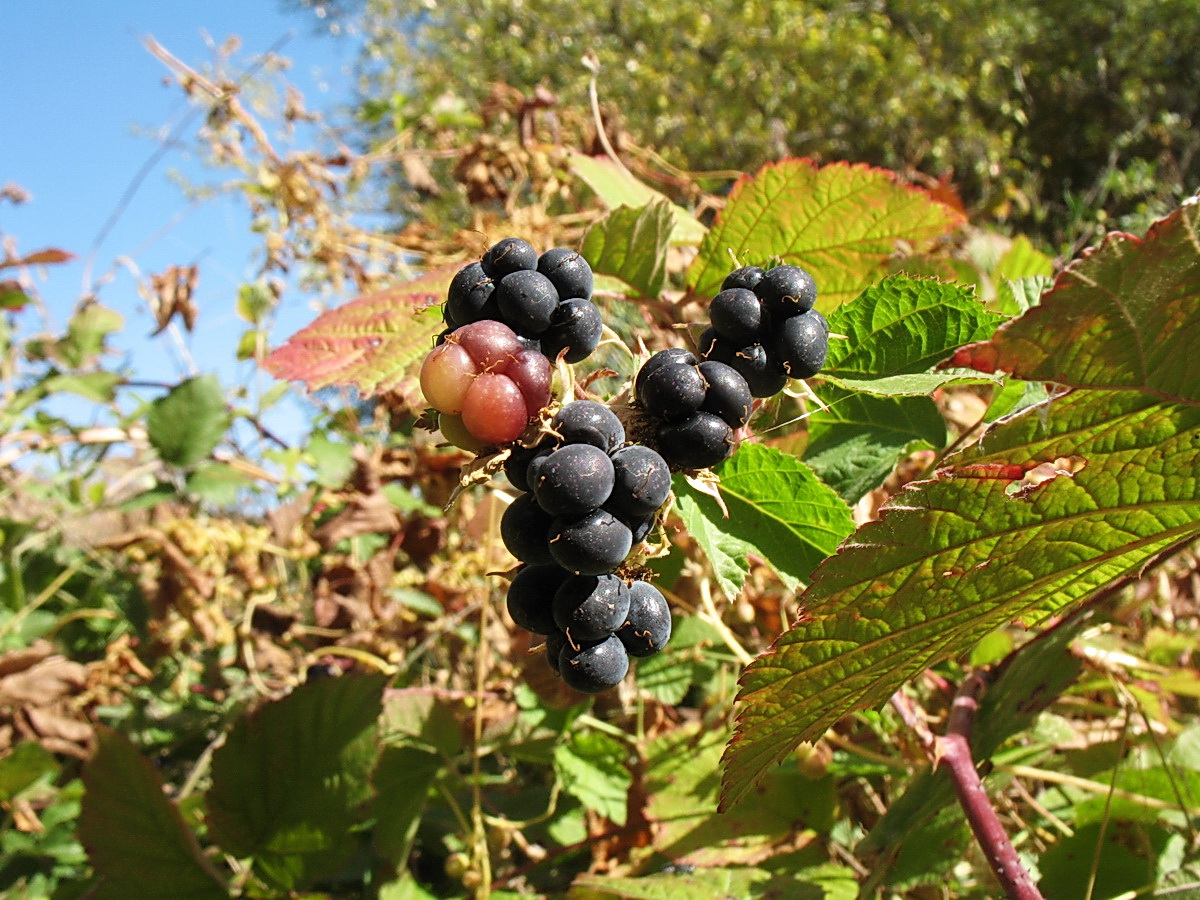 Изображение особи Rubus caesius.