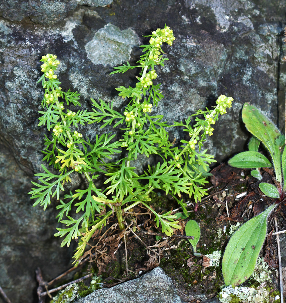 Изображение особи Artemisia aurata.