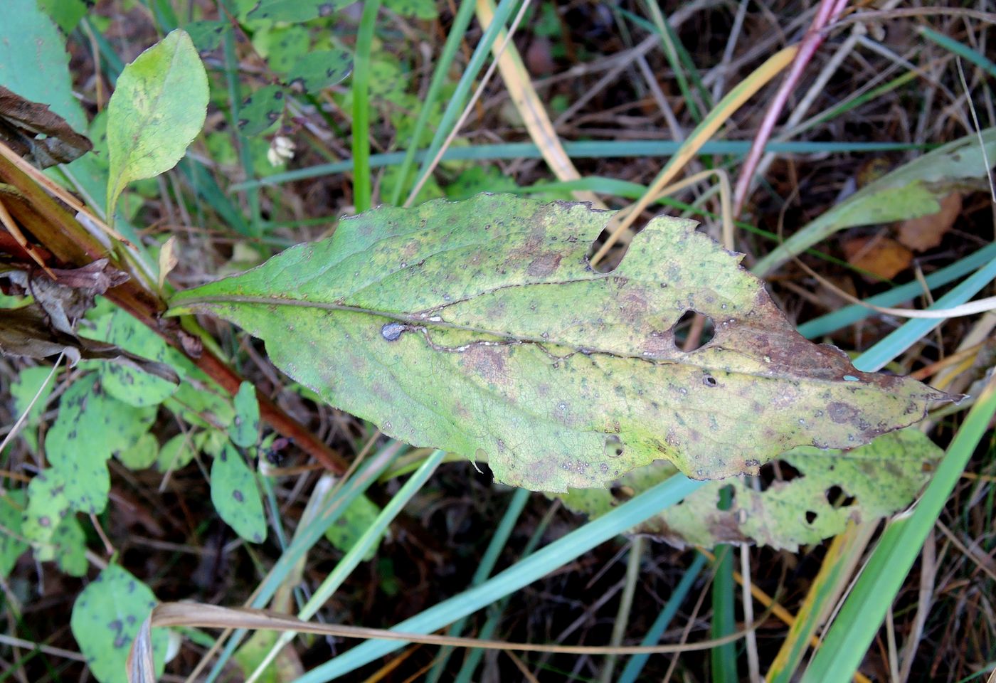 Image of Solidago virgaurea specimen.