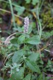 Mentha longifolia